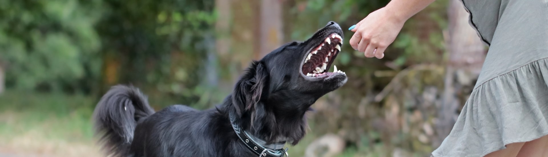 Mi perro mordió a un intruso ¿Pueden demandarme?