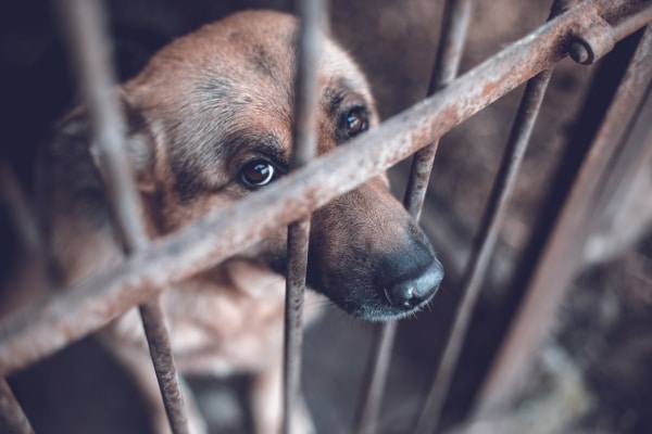 Crueldad animal ¿Qué establecen las leyes?