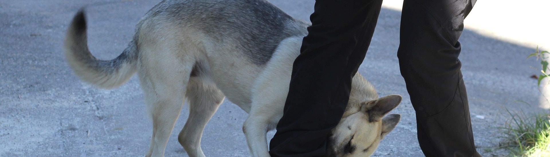 Leyes sobre mordeduras de perro en Texas