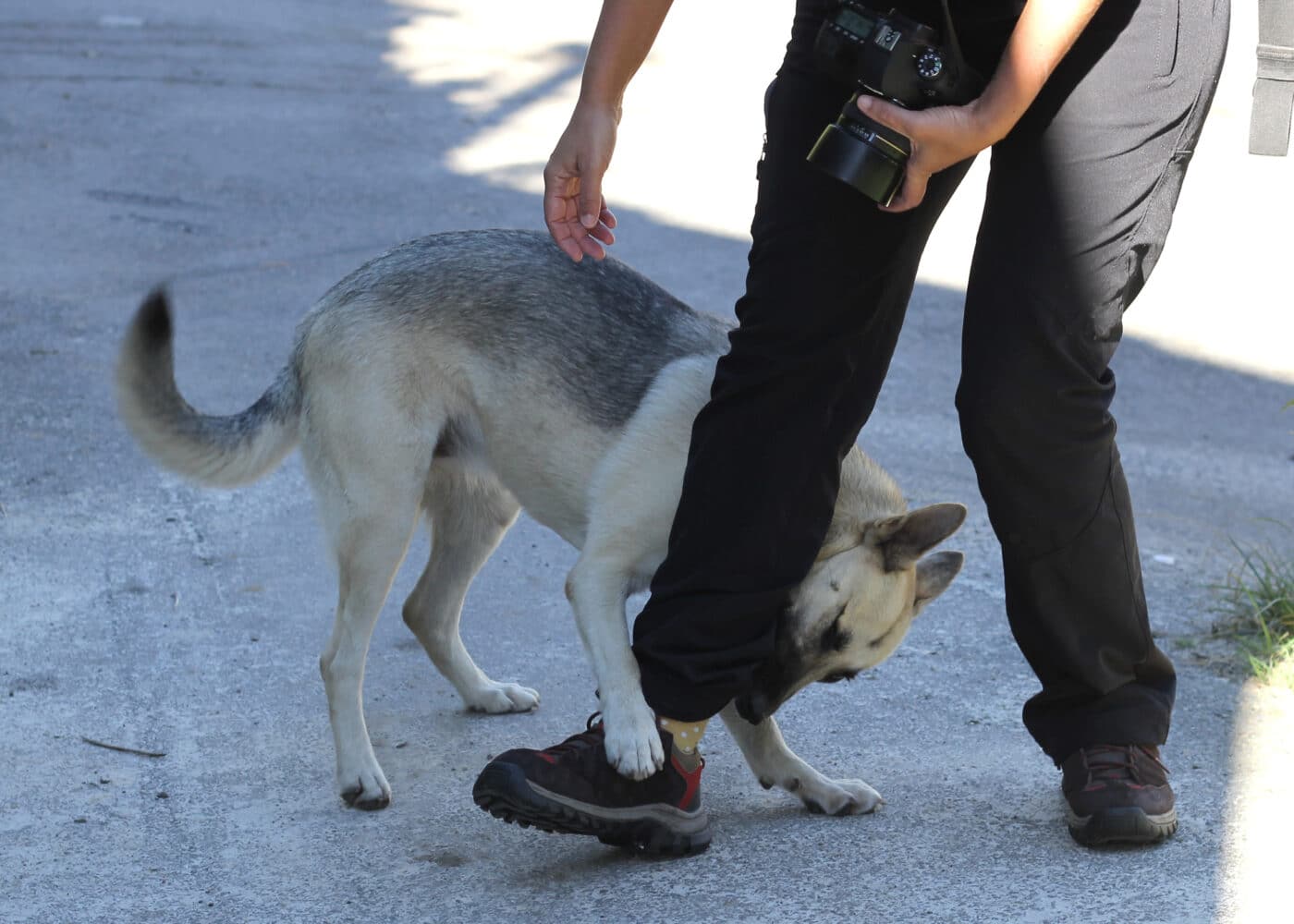 lesiones-por-mordedura-de-un-perro